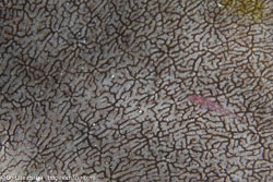 BD-141011-Komodo-4237-Platygyra-sp.-Ehrenberg.-1834-[Brain-coral],-Pleurosicya-micheli.-Fourmanoir.-1971-[Michel´s-ghost-goby].jpg